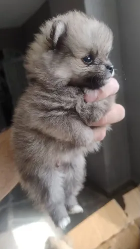 Filhote de lulu da pomerania somente fêmeas