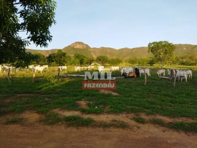 Fazenda 204 Alqueires (987 Hectares) em Natividade - TO