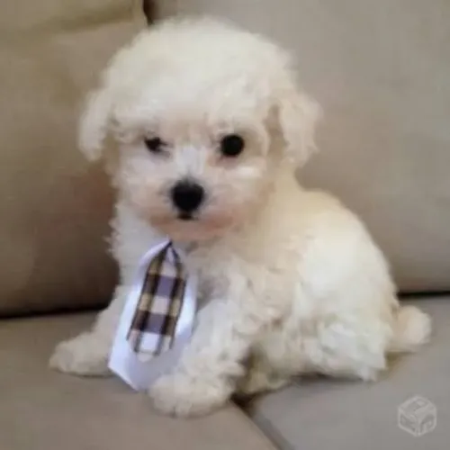 Temos Bebês Poodle á venda