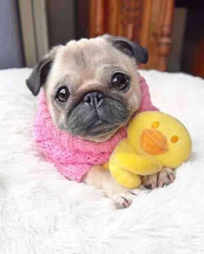 Pug filhote assim como os bbs adora pontinho amarelinho 