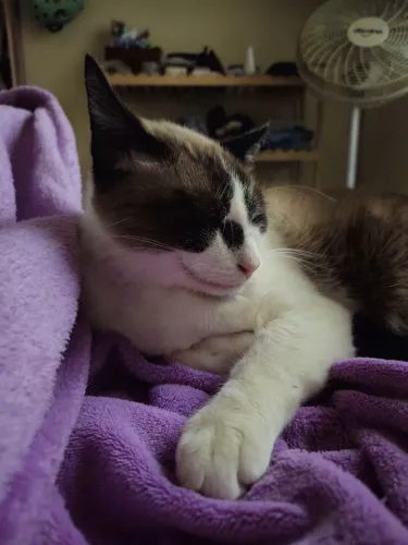 Doa-se gato macho castrado com 2 anos de idade