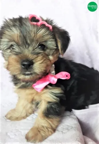 Filhote de Yorkshire Terrier pronta para presentear