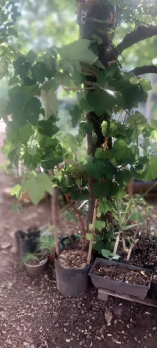 Muda adulta de uva niagra 4 m