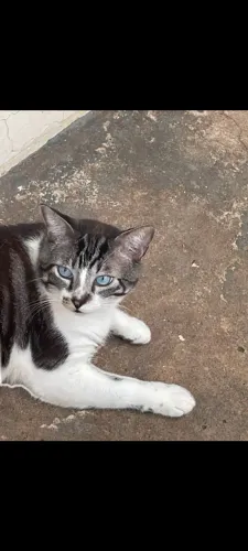 Gato macho castrado