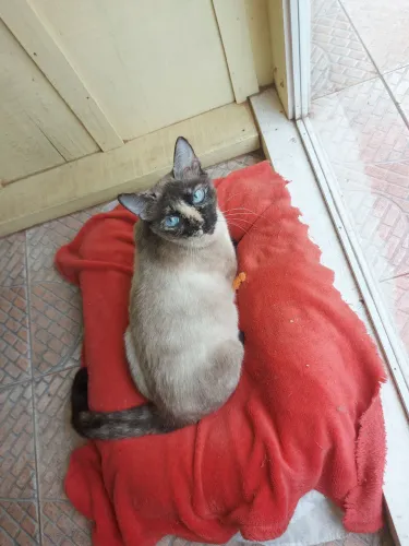 Doação de gata, fêmea, castrada.