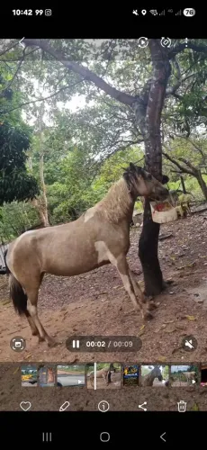 Egua pampa 3 mil
