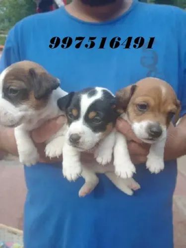 BEAGLE X PINSCHER LINDOS E PEQUENOS