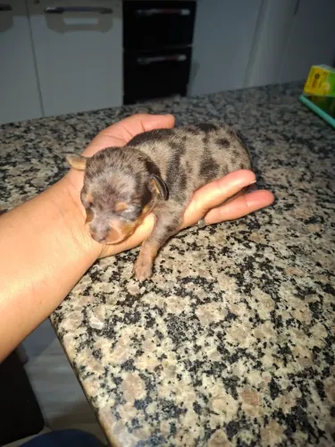 Venda Pinscher exótico valor