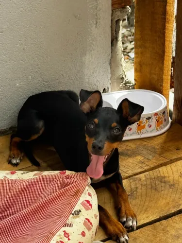 PINSCHER