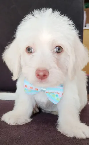 Poodle Toy machinho