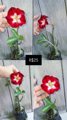 Rosas do deserto