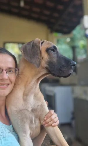 Filhotes de Dogue Alemão fêmeas/macho