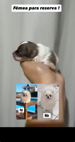Spitz alemã anã fêmea