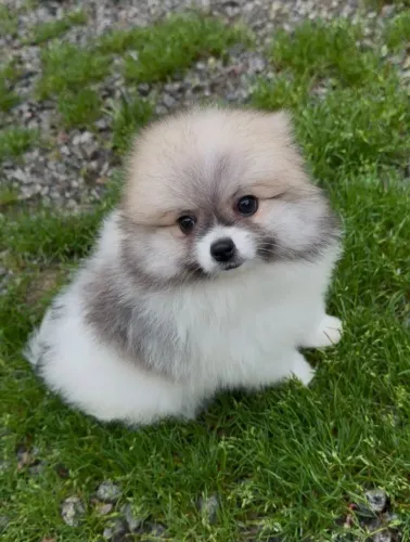 Spitz Alemão Lulu da Pomerânia