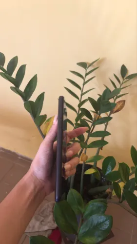 Moto G 5g