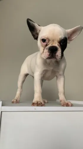 Cachorro