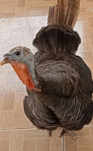 Peru macho