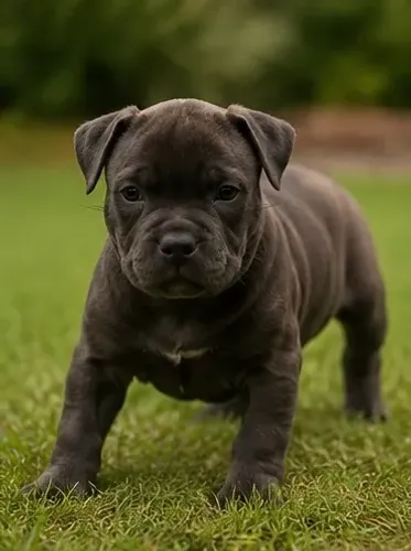 American bully fêmea pocket filhote