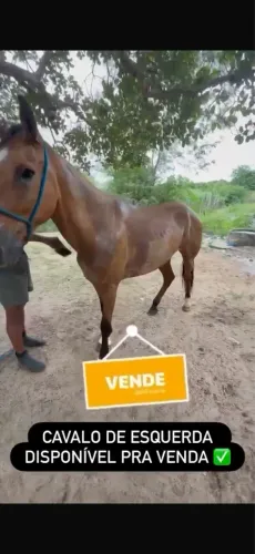 Cavalo de esquerda pronto