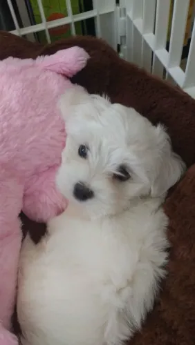 Maltês Um presente cheio de alegria e companhia