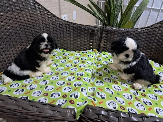Lindos Filhote Shihtzu Macho Canil Lienn