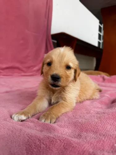 Filhote de golden retriever