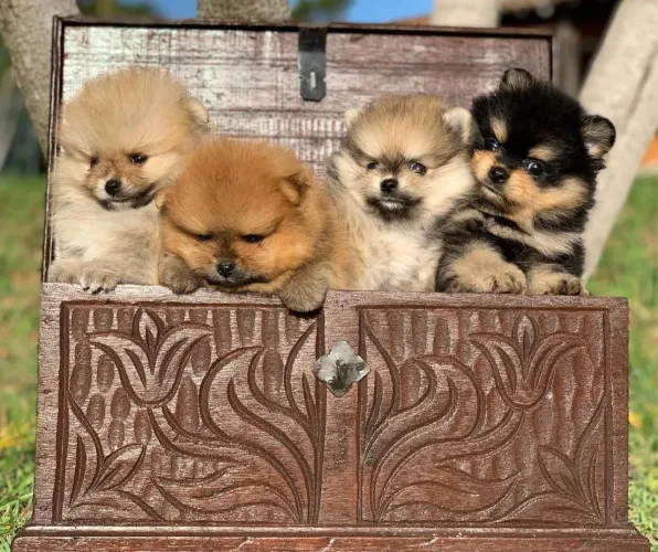 SPITZ alemão e Lulu da Pomerânia 
