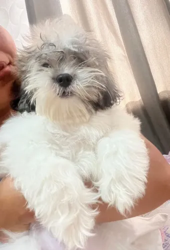 Vendo 2 cachorro shih tzu 750 valor os 2
