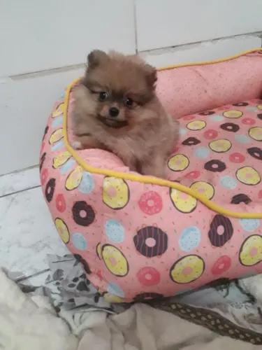 Lulu da pomerania femea