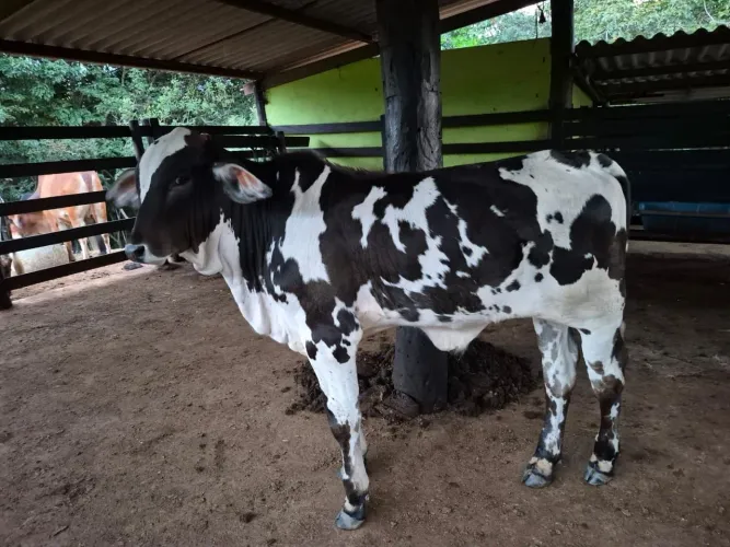 Vendo gado.