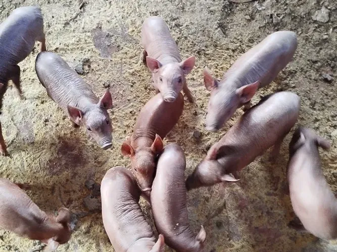 Vende-se leitões 