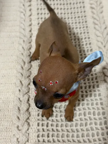 Chihuahua fêmea