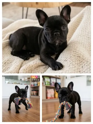 Filhote de Bulldog 2 meses fêmea 
