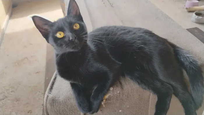 Doação de uma gatinha preta linda muito dócil e, mansa e muito carinhosa. Doação