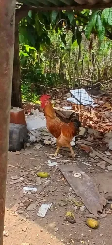 Galos caipira