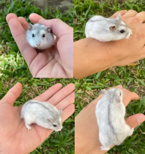 HAMSTER COM TUDO COMPLETO 