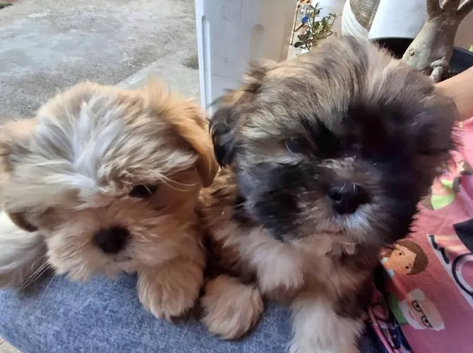 Doação de cachorro 