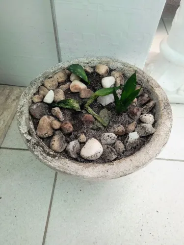 Planta com vaso