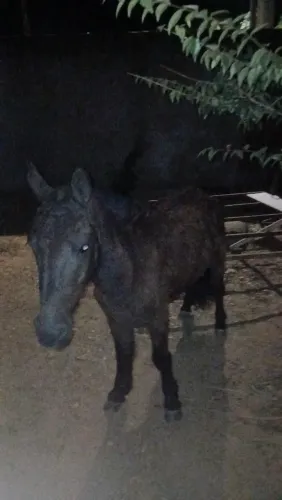Vende-se pônei/piquira. Preço a combinar. Chame no privado!