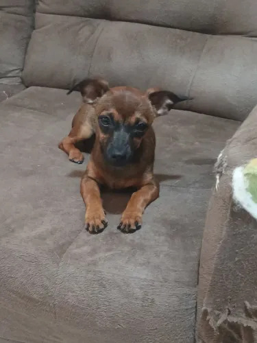 Doação de cachorro