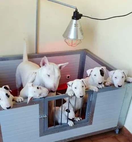 Bull Terrier Inglês Filhotes Sentimento em Movimento