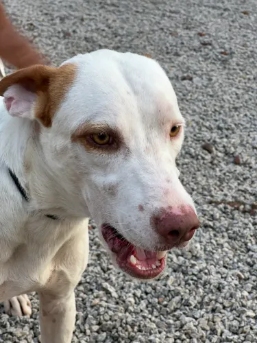 Doação de mestiço de pitbull