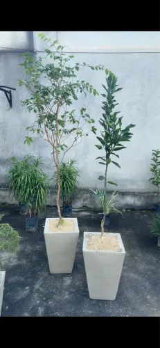 Frutífera grande em vaso - pokam e jabuticaba