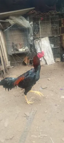 Frango de raça pura