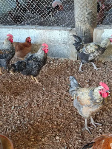 FRANGO CAIPIRA