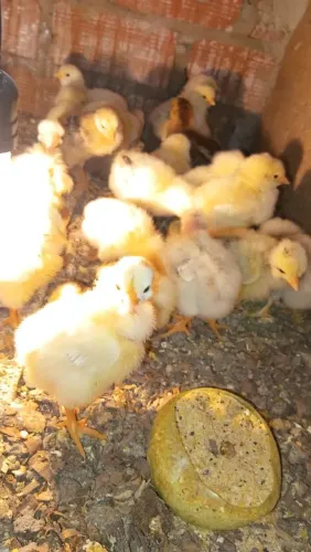 Lote pintos caipirao