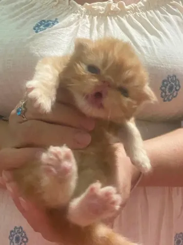 Gato persa show para venda