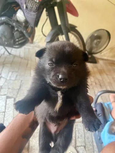 Spitz alemães Puro