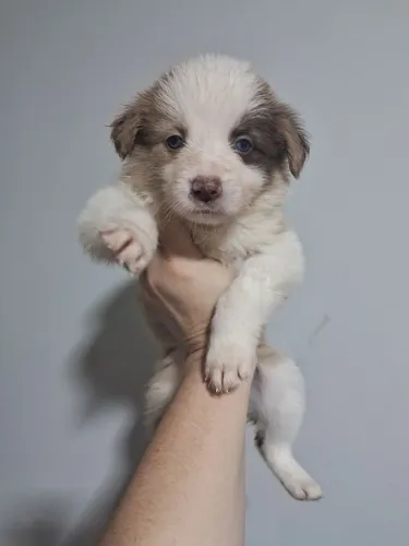Vende se filhotes de border collie 
