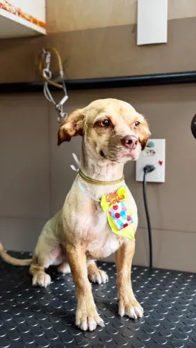 Doa-se cachorro